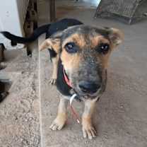 adopt-pet