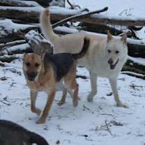 Thumbnail photo of SNOWBALL #4