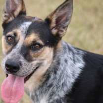 Thumbnail photo of Astro (Riddle) #3