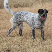 Thumbnail photo of Piper (Riddle) #4