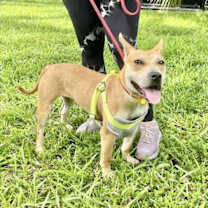 Thumbnail photo of CHEROKEE #4