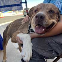 Thumbnail photo of Mr. Biggie #1