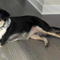 Thumbnail photo of Bumper #2