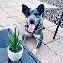 adopt-pet