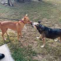 Thumbnail photo of Honey #3