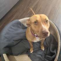 Thumbnail photo of Honey #4