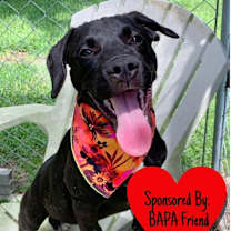 Thumbnail photo of Popeye #1