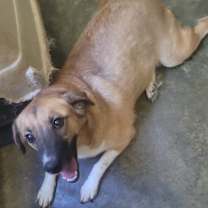 Thumbnail photo of Rose #1