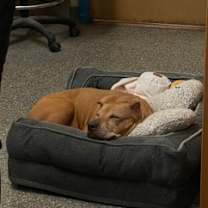 Thumbnail photo of Gaia #1