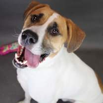 Thumbnail photo of Opie #1
