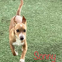 Thumbnail photo of Sonny #2