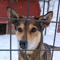 Thumbnail photo of Kai #2