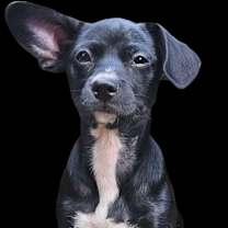 Thumbnail photo of Nemo #1