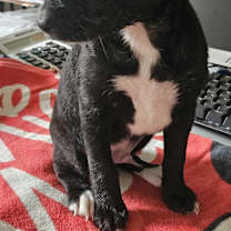Thumbnail photo of Nemo #3