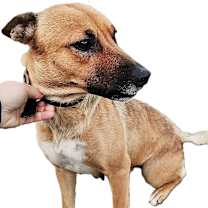 Thumbnail photo of FLORA #1