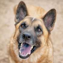 adopt-pet