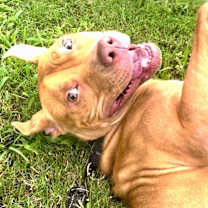 Thumbnail photo of Charlie #2