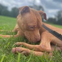 Thumbnail photo of Charlie #3