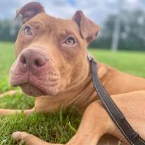 Thumbnail photo of Charlie #4