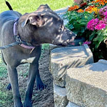 Thumbnail photo of Smokey #2