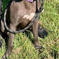 Thumbnail photo of Smokey #4