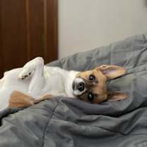 Thumbnail photo of Cleo #2