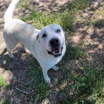 Thumbnail photo of Koda #1