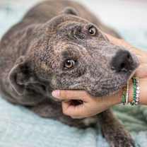 Thumbnail photo of Izzie #2