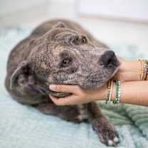 Thumbnail photo of Izzie #3