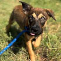 Thumbnail photo of Pinocchio (Rocky) #2