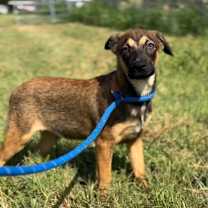 Thumbnail photo of Pinocchio (Rocky) #3