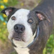 Thumbnail photo of Paw Paw Walter #4