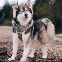 Thumbnail photo of NANUK #1