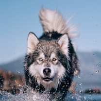 Thumbnail photo of NANUK #2