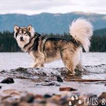 Thumbnail photo of NANUK #3