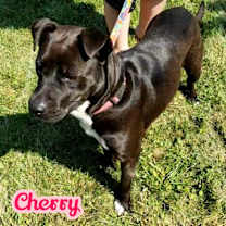 Thumbnail photo of Cherrybelle #3