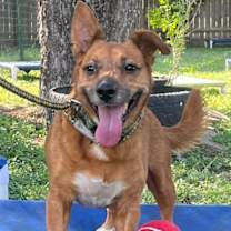 Thumbnail photo of Auggie #1