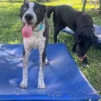 Thumbnail photo of Mosley #4