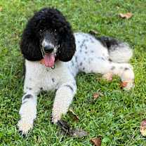 Thumbnail photo of Oreo #2