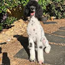 Thumbnail photo of Oreo #3