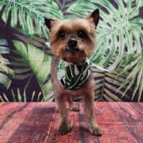 Thumbnail photo of Harper #3