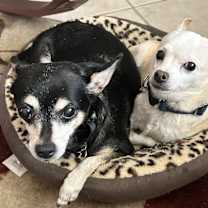 Thumbnail photo of 2 little old Ladies... #1