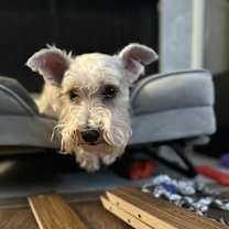 Thumbnail photo of Maggie #1