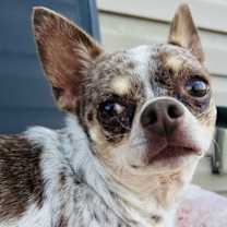 Thumbnail photo of Dougie #1