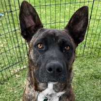 Thumbnail photo of Buddy #2