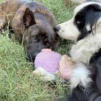 Thumbnail photo of Buddy #3