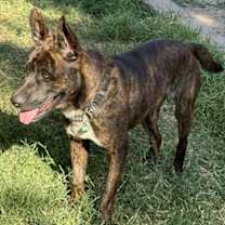 Thumbnail photo of Buddy #4