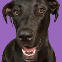 Thumbnail photo of Georgie #1