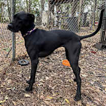 Thumbnail photo of Georgie #3