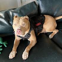 Thumbnail photo of Willow #2